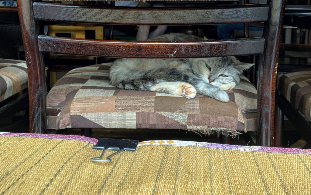 円山茶寮の店猫